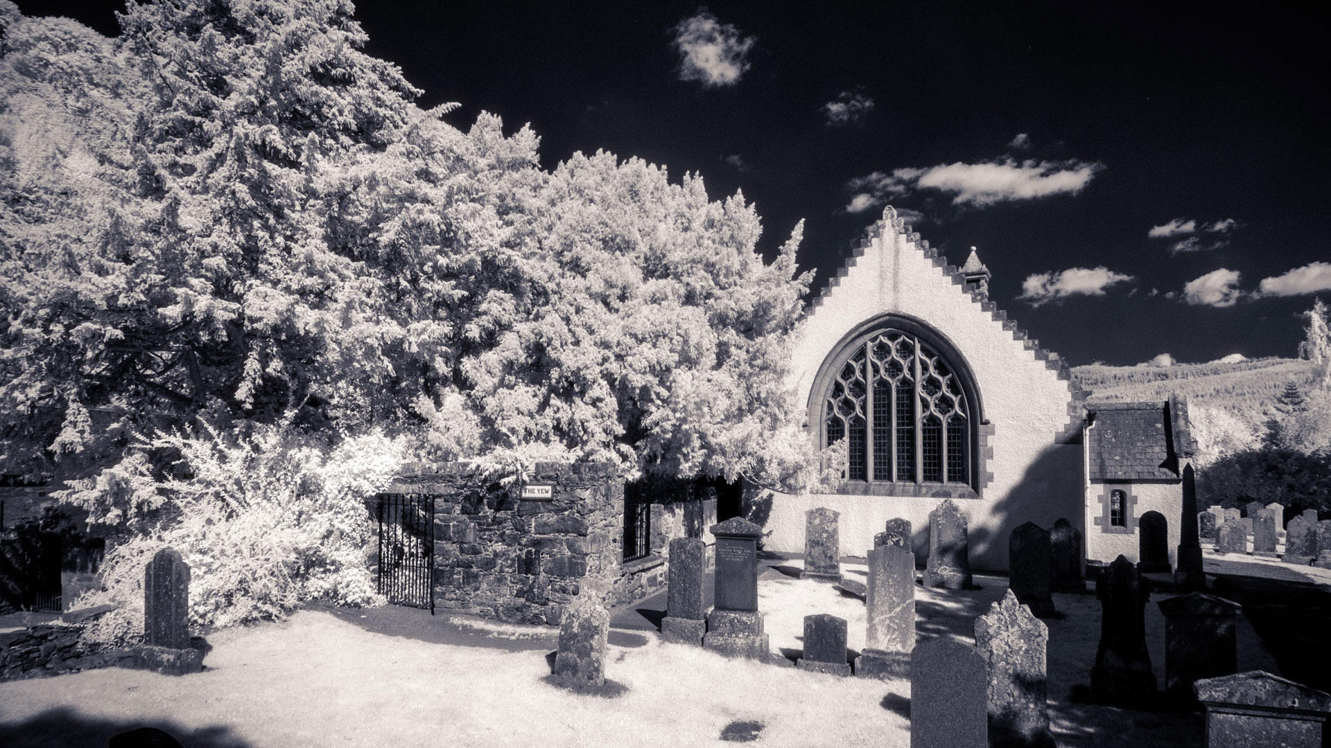Fortingall Yew | Ian McLaren Wallace